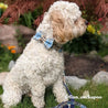 Best dog bowtie collar and leash set