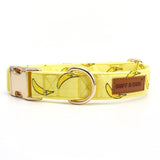 designer dog collars