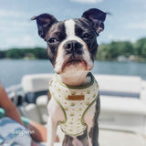 best dog harness for large dogs