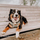 best dog harness canada