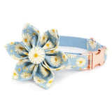luxury dog collars