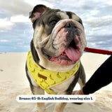 leash harness and collar set