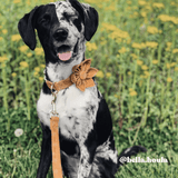 Ambar Suns Joyline™ Leash – 100 % Cotton Shell