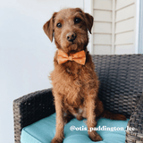 Ambar Suns Signature Band™ - Crafted Collar