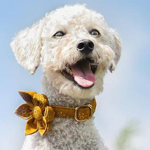Suns Flower Unbreakable Collar™