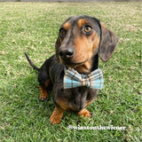 luxury dog collars