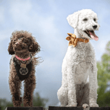 Ambar Suns Signature Bloomtie™ - Flower Tie