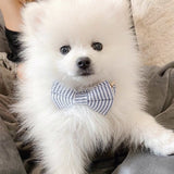 dog bow tie