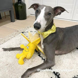 unique dog collars and leashes