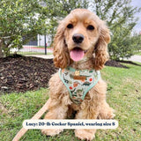 best dog harness for walking