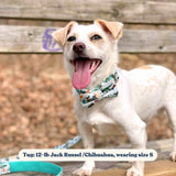 leash and bowtie collar set