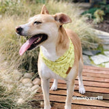 Dog Bandanas Boy