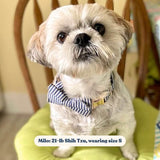 dog collar bow