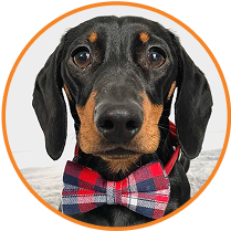 Bowtie Collar