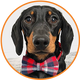 Bowtie Collar
