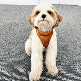 Ambar Suns AllSet™ Harness – Adjustable Bliss