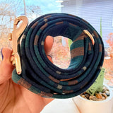 Gentleman Joyline™ Leash – 100 % Cotton Shell