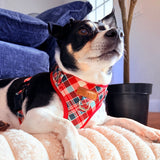 Garent Plaid AllSet™ Harness Matching Bundle (D Ring)