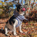 Blue Stripes Dappertie™ - Mega Bundle Match (D Ring)