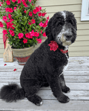 Red Polka Dot Signature Band™ - Crafted Collar