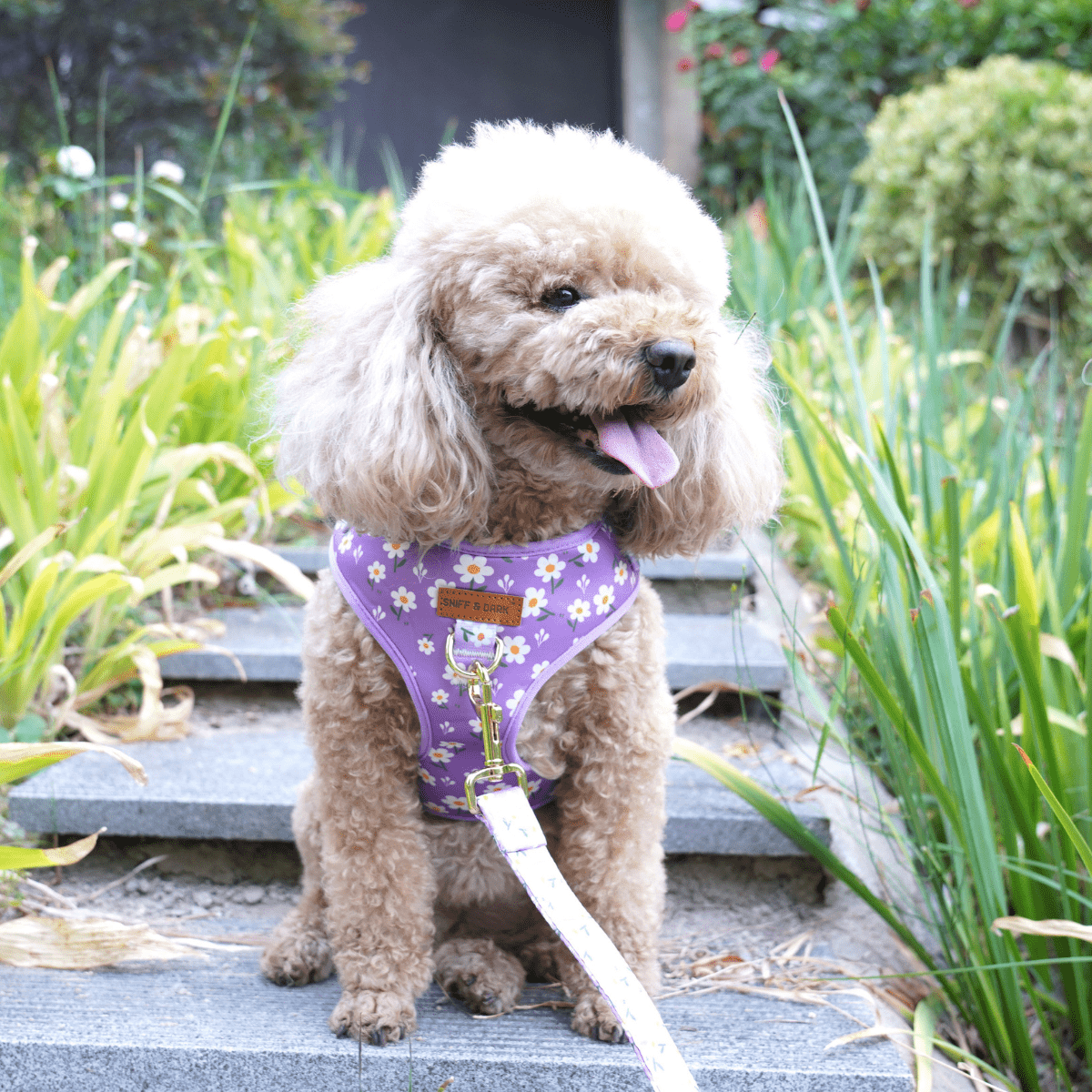 Purple Daisy AllSet™ Harness Matching Bundle (D Ring)