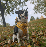 Sunny Daisy AllSet™ Harness Matching Bundle (D Ring)