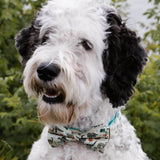 dog bow tie large