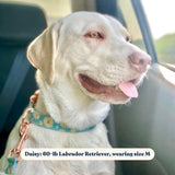 designer dog collars