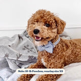 Bow Tie For Dogs