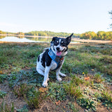 Blue Teddy Plaid AllSet™ Harness Matching Bundle (D Ring)