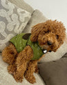 A small brown curly-haired dog wearing a green vest with a patterned design, sitting on a gray couch with a pillow.