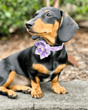 Purple Daisy Signature Bloomtie™ - Flower Tie