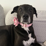 Pink Gingham Signature Bloomtie™ - Mega Bundle (D Ring)