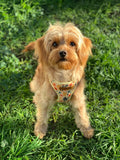 Yellow Floral AllSet™ Harness – Adjustable Bliss