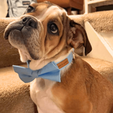 Baby Blue Signature Band™ - Crafted Collar