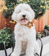 A fluffy white dog with a flower collar sits on a black chair, looking directly at the camera with its tongue hanging out.