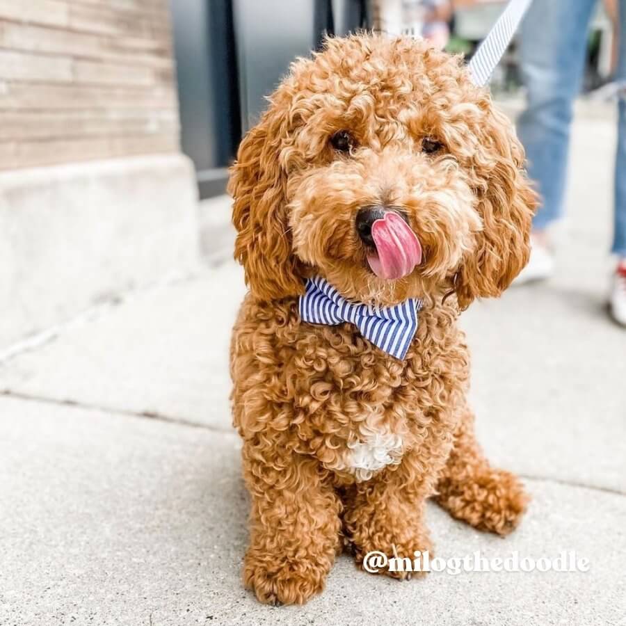 dog bow tie attach to collar
