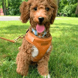 Ambar Suns AllSet™ Harness Matching Bundle
