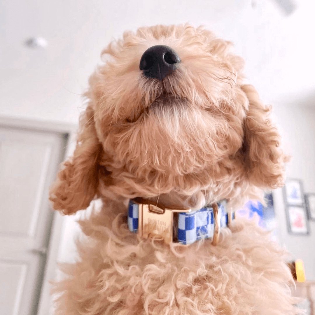 Cute Super Safe Hardware Buckle Collar with Name for Dogs Adorable Personalized Engraving Sniff Bark