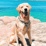 Mint Snappy Dino AllSet™ Harness – Adjustable Bliss