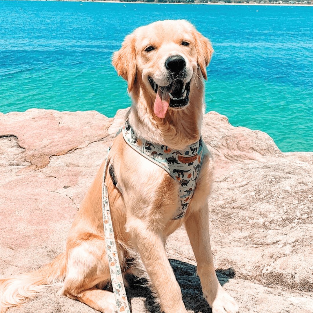 Dinosaur Lockable Harness™