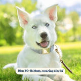 Blue Stripes Signature Band™ - Crafted Collar