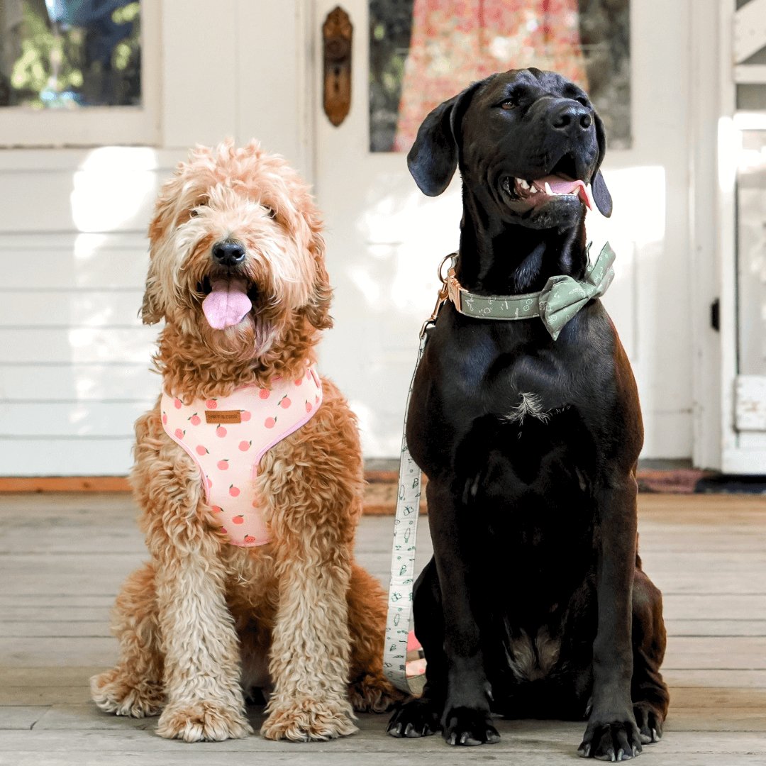 Cute Safe Dog Bowtie Collars and Strong and Adorable