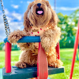 Rosie Strawberry AllSet™ Harness – Adjustable Bliss
