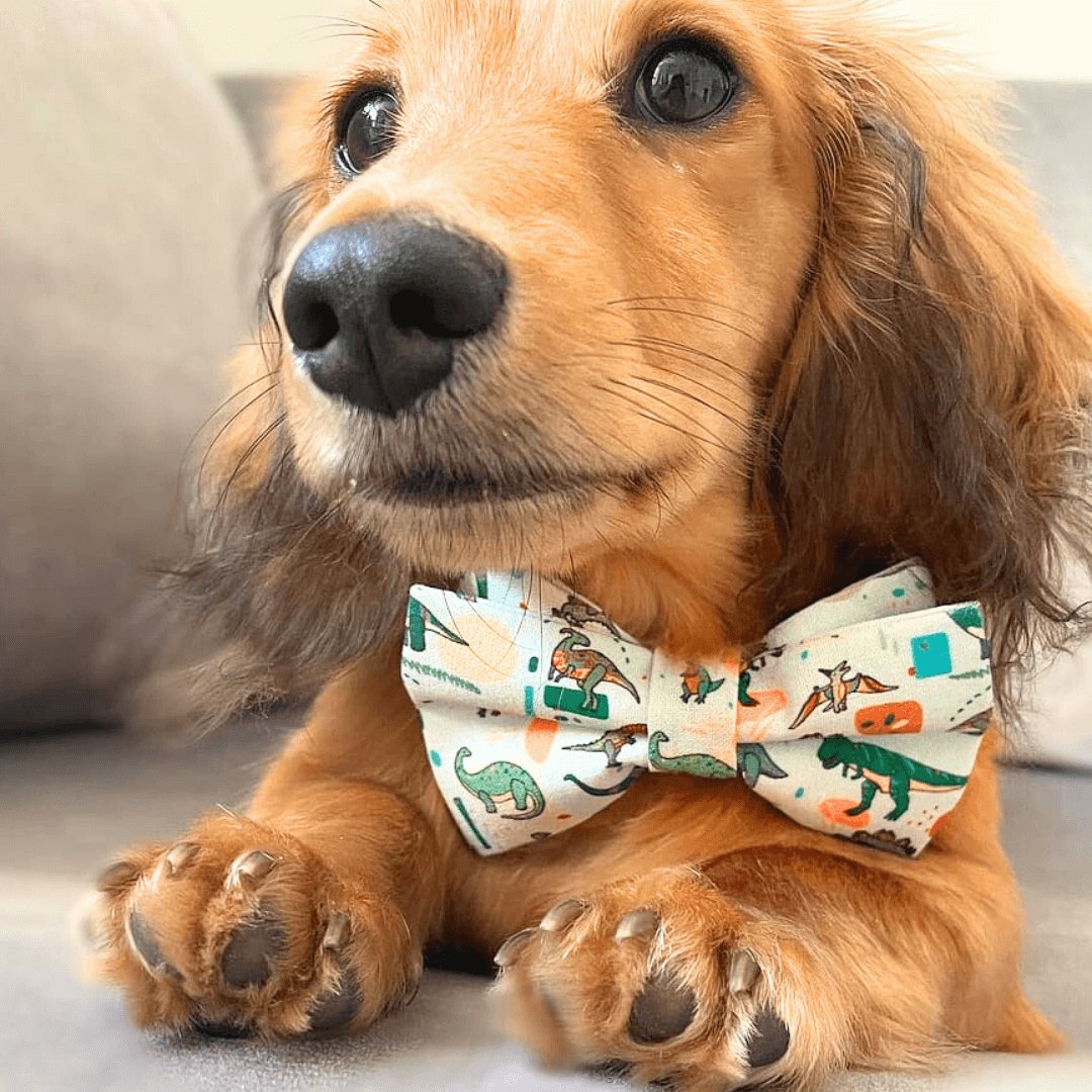 Cute Safe Dog Bowtie Collars and Leads. Strong and Adorable Matching Designs Sniff Bark