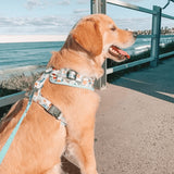 Mint Snappy Dino AllSet™ Harness – Adjustable Bliss