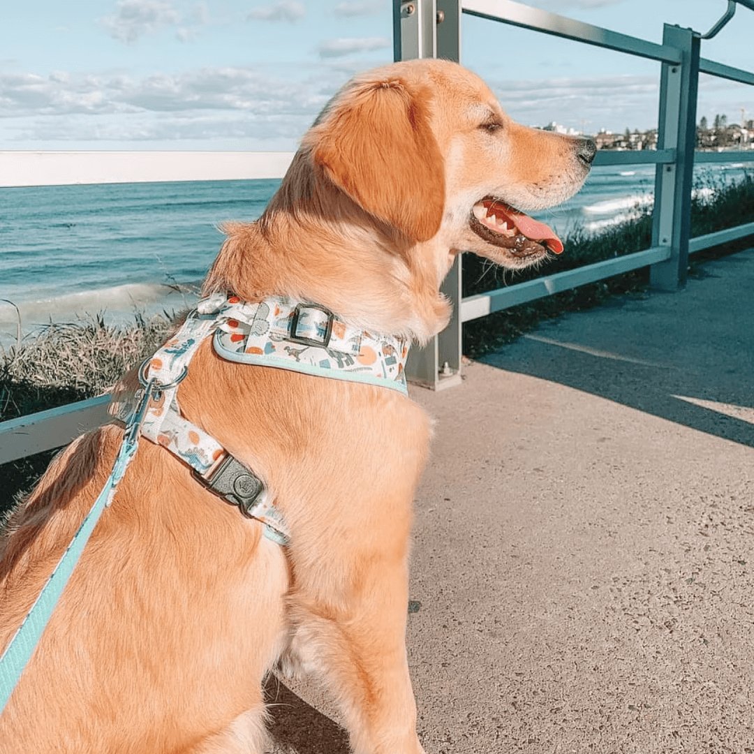Dinosaur Lockable Harness™