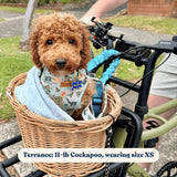 Mint Snappy Dino AllSet™ Harness – Adjustable Bliss