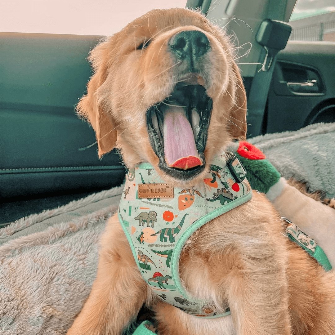 Dinosaur Lockable Harness™