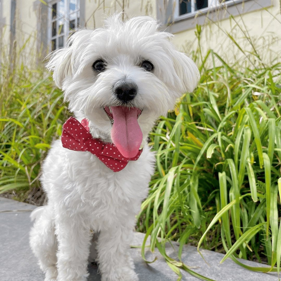 Red Polka Dot Bow Mega Bundle